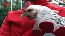 Ankara’da bir tantunicide “gezen tavuk” görenleri şaşırttı