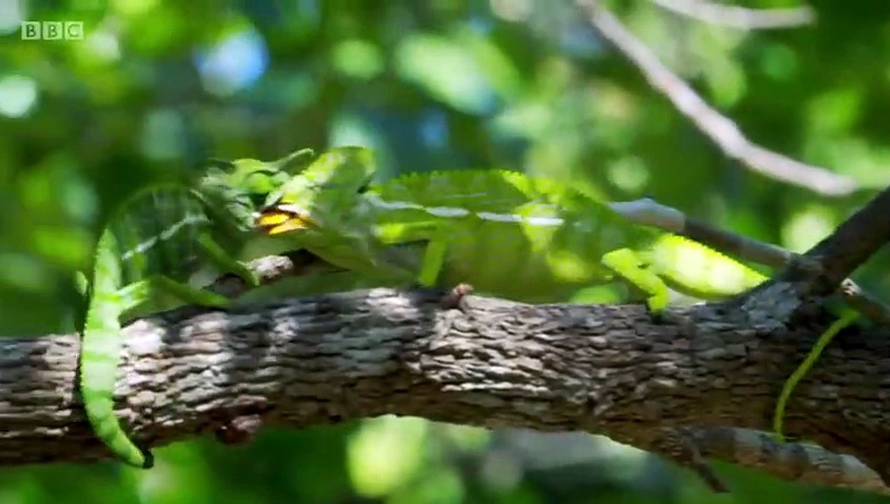 Earth's Tropical Islands - Se1 - Ep01 - Madagascar HD Watch HD Deutsch