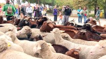 1.200 ovejas merinas y 200 cabras retintas toman Madrid en la Fiesta de la Trashumancia