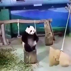 باندا يفشل في قفزة بعد تمرنه عليها في فيديو حصد ملايين المشاهدات