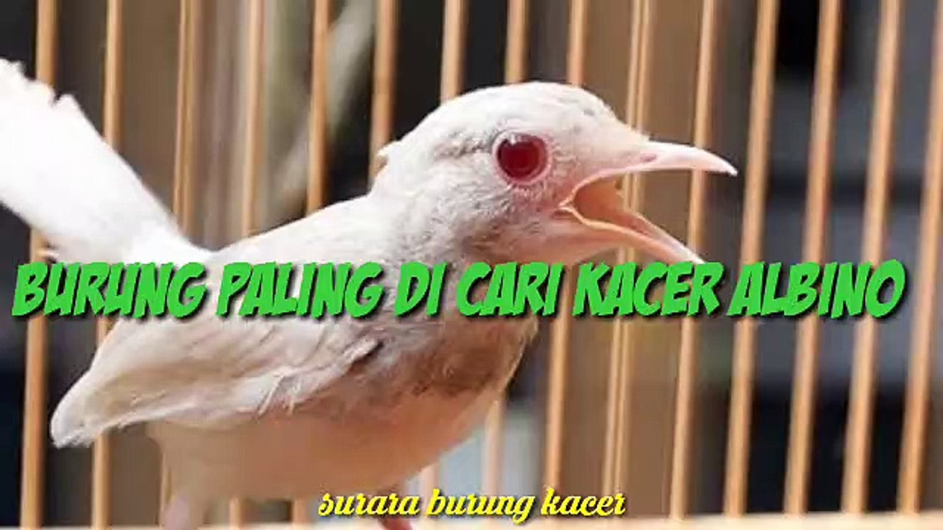 ⁣Suara pikat burung paling ampuh