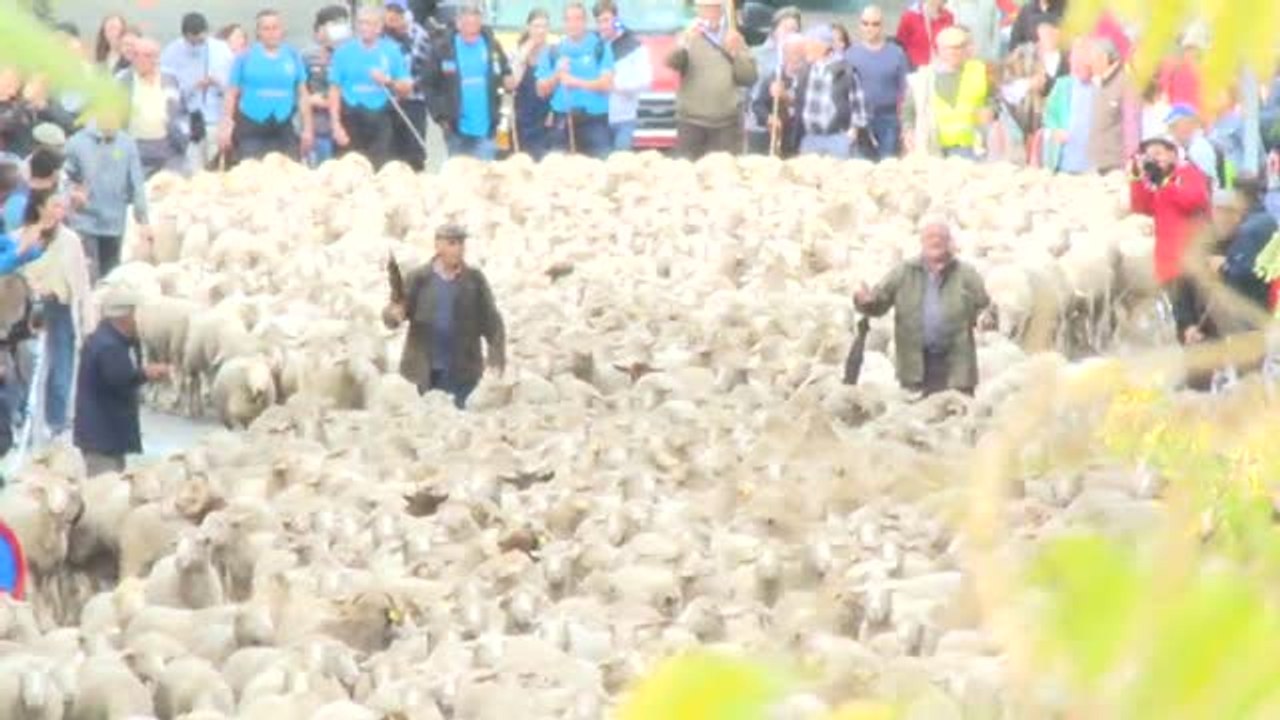 Las ovejas invaden Madrid un año más