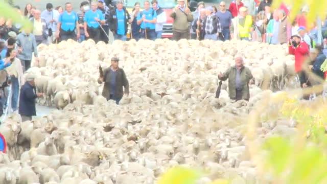 Las ovejas invaden Madrid un año más