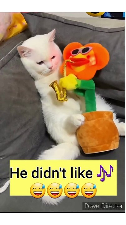 FUNNY CAT FIGHT FUNNY ANIMAL VIDEO FUNNY VIDEO THANKS FOR WATCHING