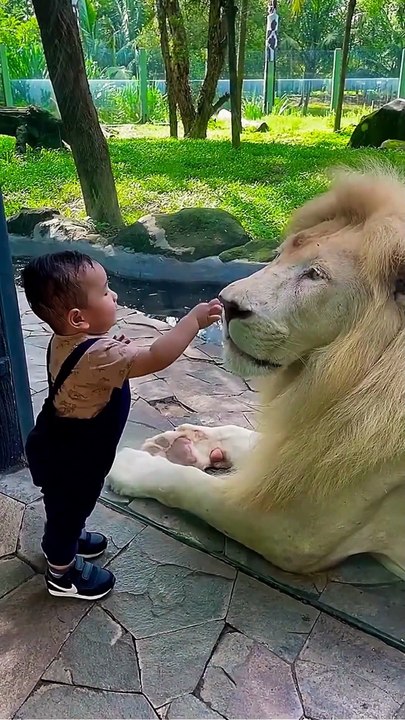 CHILD IN ZOO FUNNY VIDEO FUNNY ANIMAL VIDEO
