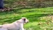 DOG FALL DOWN FUNNY DOG FALL FUNNY ANIMAL VIDEO FUNNY VIDEO THANKS FOR WATCHING