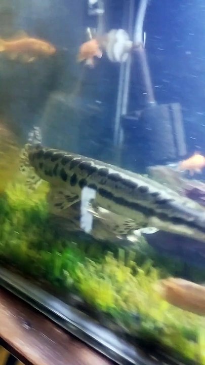 FEEDING MY FLORIDA GAR ALIGATOR ! || KASIH MAKAN IKAN PREDATOR