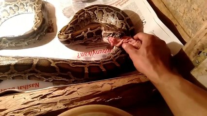 ULAR SANCA LAPAR MAKAN PALA AYAM