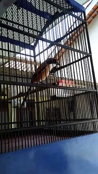 Birdsong The Long-tailed Shrike