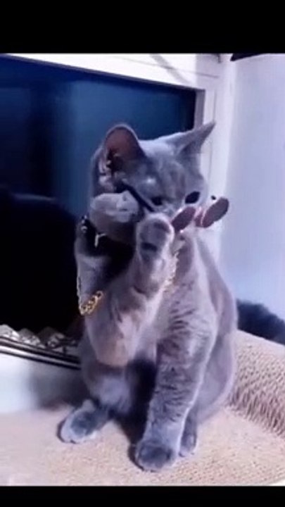 Cat song