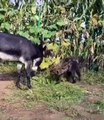 The hyena failed in trying to scare the donkey, then got such a lesson; WATCH VIDEO