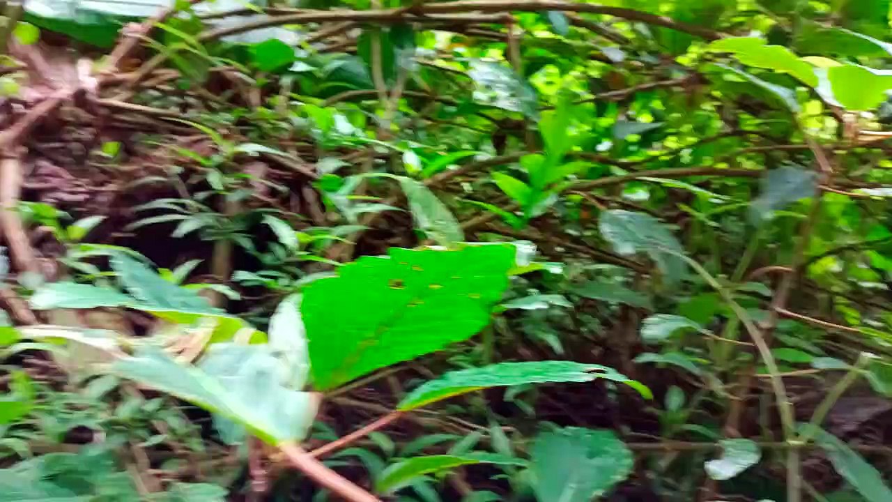 Bosen jalan ke Mall terus, Tentara Langit tiba di Curug 2 Cipurut yang belum tersentuh siapapun.