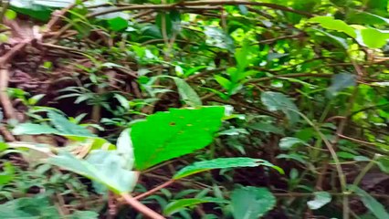 Bosen jalan ke Mall terus, Tentara Langit tiba di Curug 2 Cipurut yang belum tersentuh siapapun.