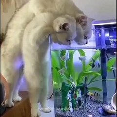 Ada ada aja kelakuan kucing satu ini