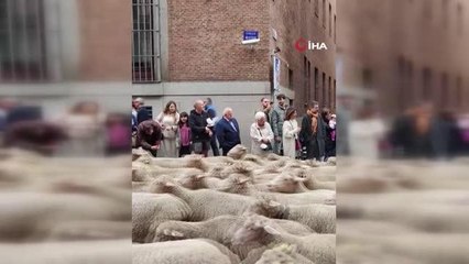 Yüzlerce koyun ve keçi Madrid sokaklarında turladı