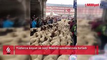 Yüzlerce koyun ve keçi Madrid sokaklarında turladı