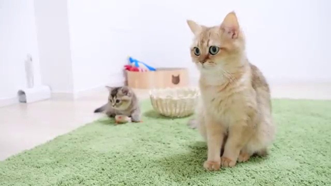 Tony kitten#2