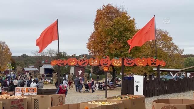 ABD'nin başkenti Washington'da insanlar Cadılar Bayramı öncesi balkabağı alıyor