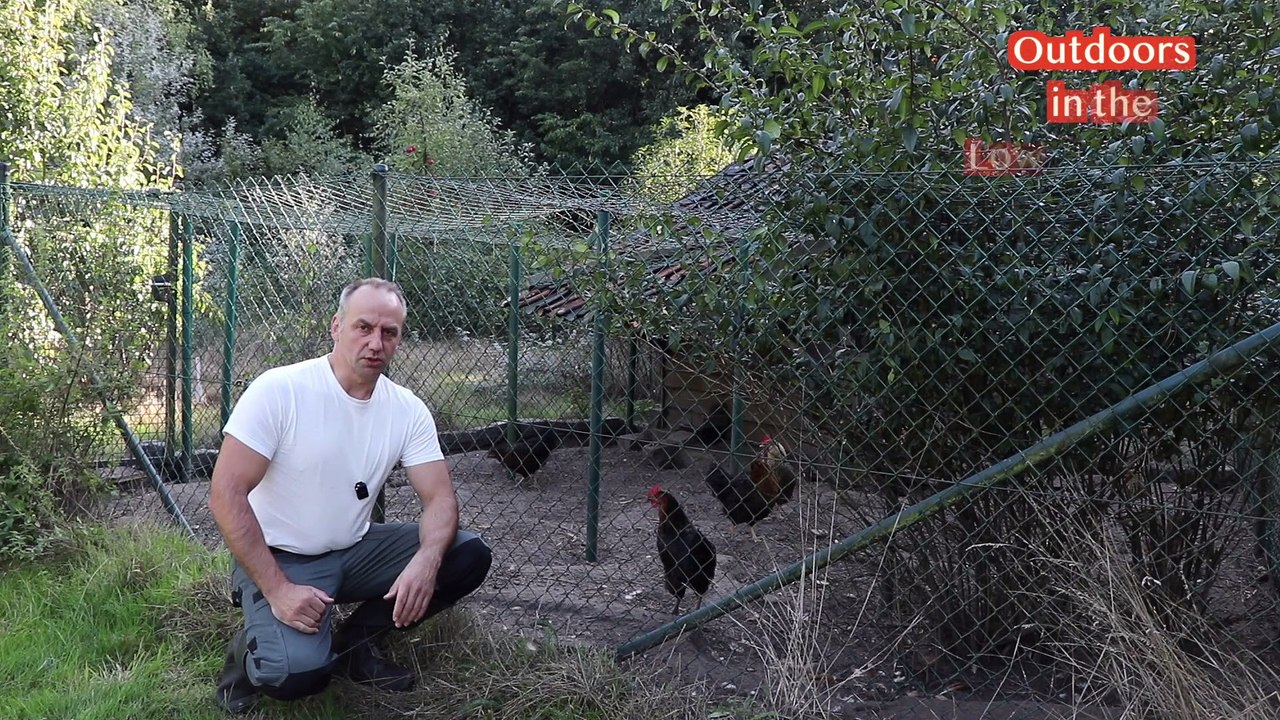 Hollowed out chicken after marten attack