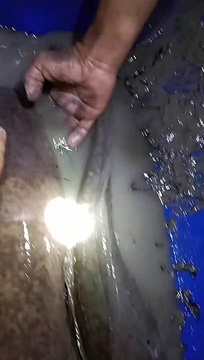 Nguras kolam (drain the pool)