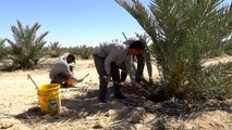 العراق.. محاولات لإعادة الاعتبار لزراعة النخيل وإنتاج التمور