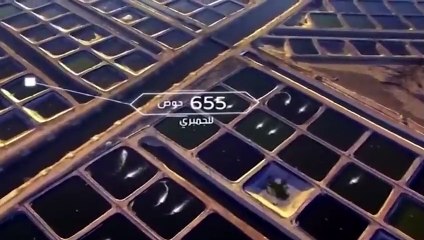 Tambak Ikan Terbesar!! Mega Proyek Mesir Membuat Pabrik Ikan Raksasa