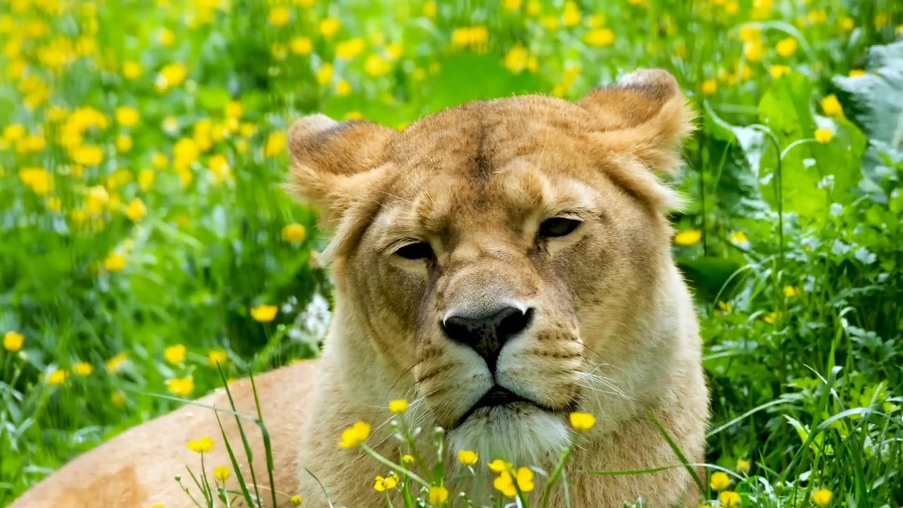 animals..