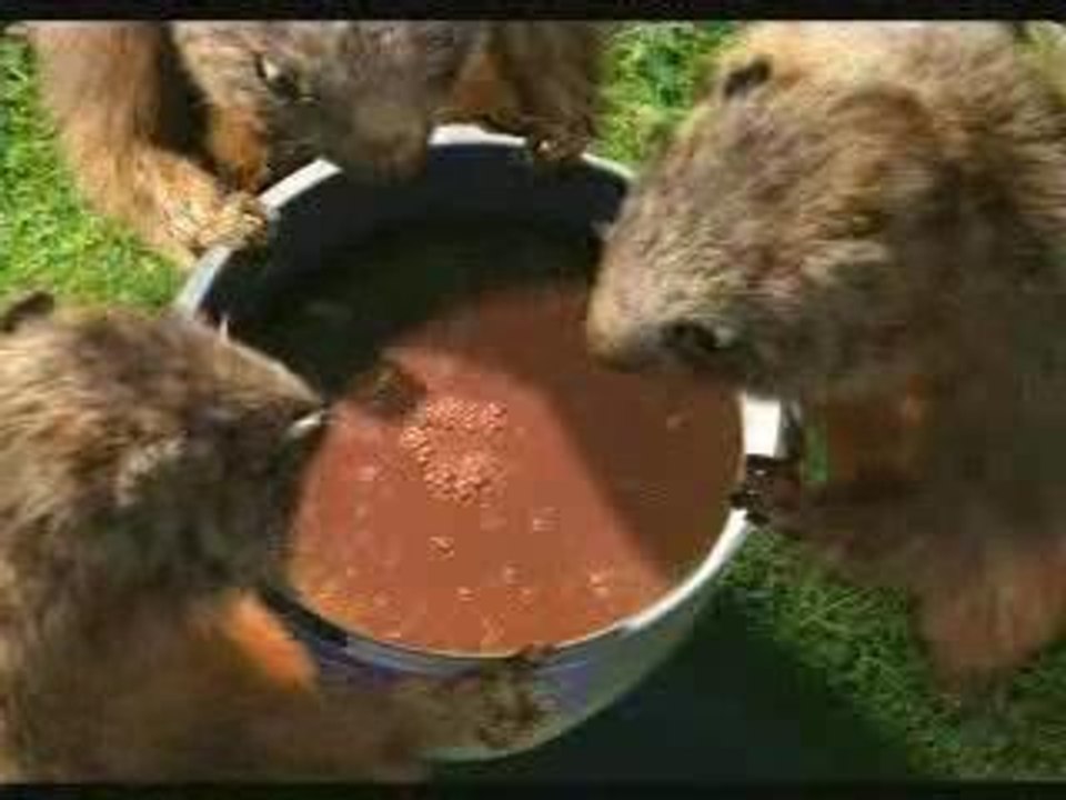 Publicité Milka (GB)