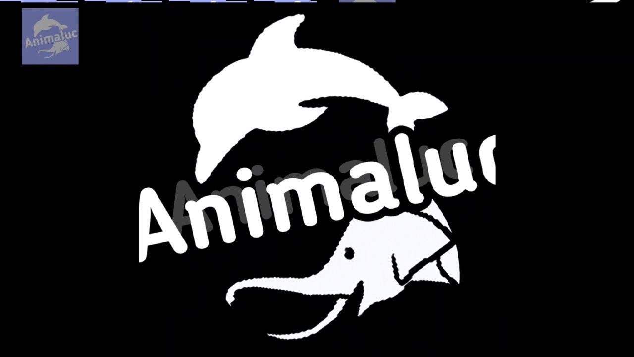 Wildlife-animal