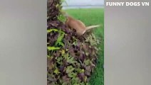 Funniest Animals Video  Funny Dogs And Cats  Try Not To Laugh Animals 2022_480p