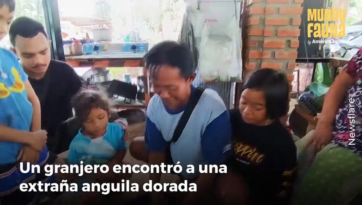 Granjero descubre a una extraña anguila dorada y el pez se convierte en un amuleto para su pueblo