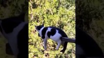 Butuh hiburan lihat video hewan lucu Kucing paling imut