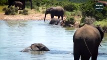 Mother Elephant Tramples Crocodile To Rescue Her Calf - Wild Animal Life