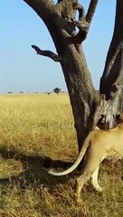 Lion climbing tree