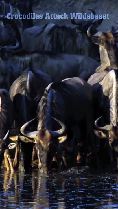 Crocodiles attack Wildebeest