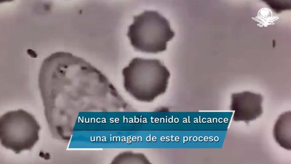 Así se ve un glóbulo blanco humano persiguiendo a una bacteria