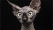 These bald cats have no fur and look like little aliens (VIDEO)