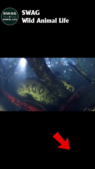 anaconda attack jaguar