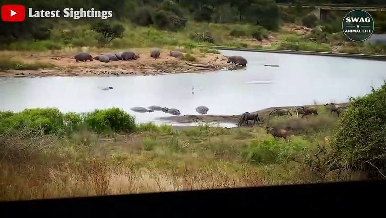 7 Brutal Moments Crocodiles Hunting Wildebeest - Wild Animal Life