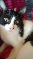 Cute Cat Cute Beauty 