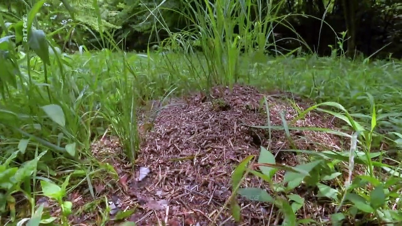 Im Königreich der Ameisen Staffel 1 Folge 1 HD Deutsch