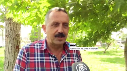 Gaziantep ve Kahramanmaraş arasında tescilli "acı biber" rekabeti yaşanıyor