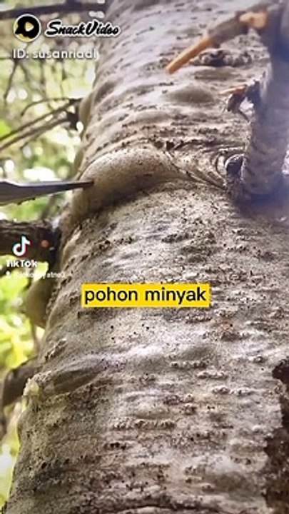 Pohon minyak