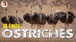 All About Ostriches for Children l 10 Facts of Ostrichs l Education & Fun for Kids l @SciShow Kids