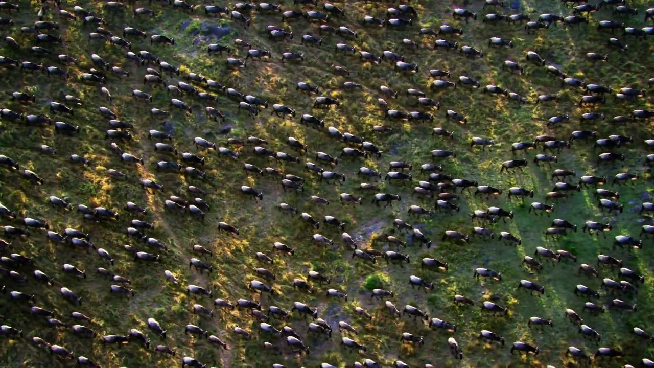 Round Planet - Wildebeest