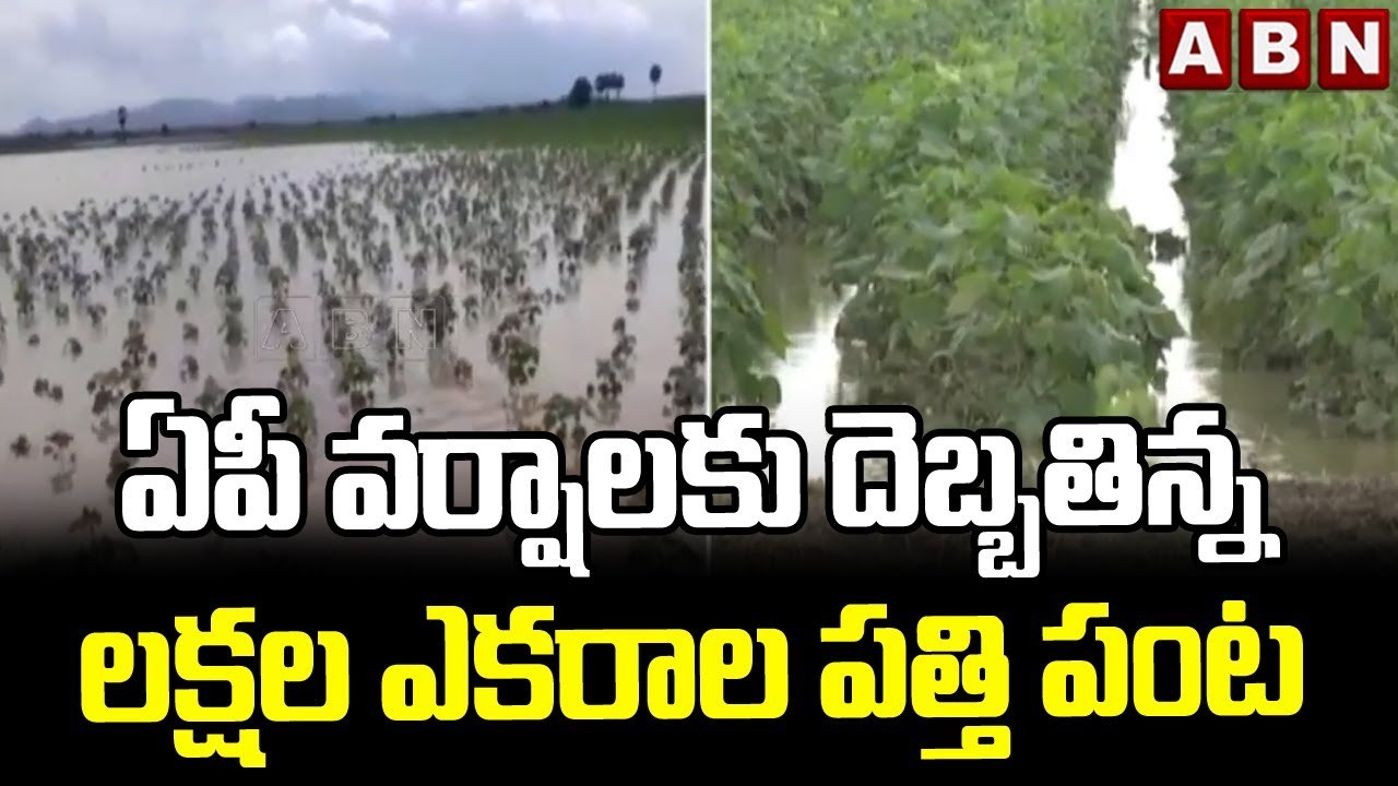ఏపీ వర్షాలకు దెబ్బతిన్న లక్షల ఎకరాల పత్తి పంట || Cotton Crop || ABN Telugu