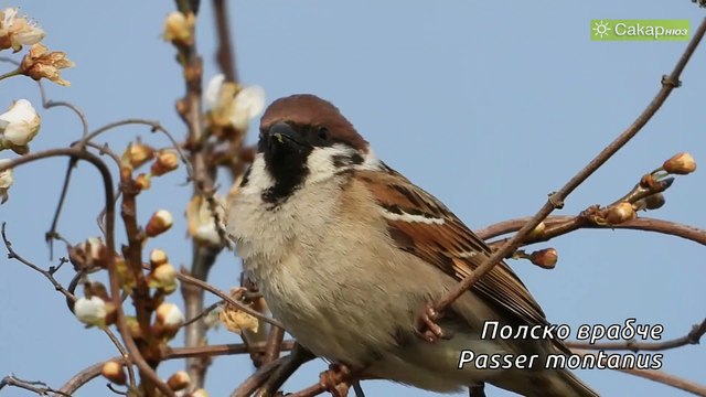 Птици от Югоизточна България, част 1