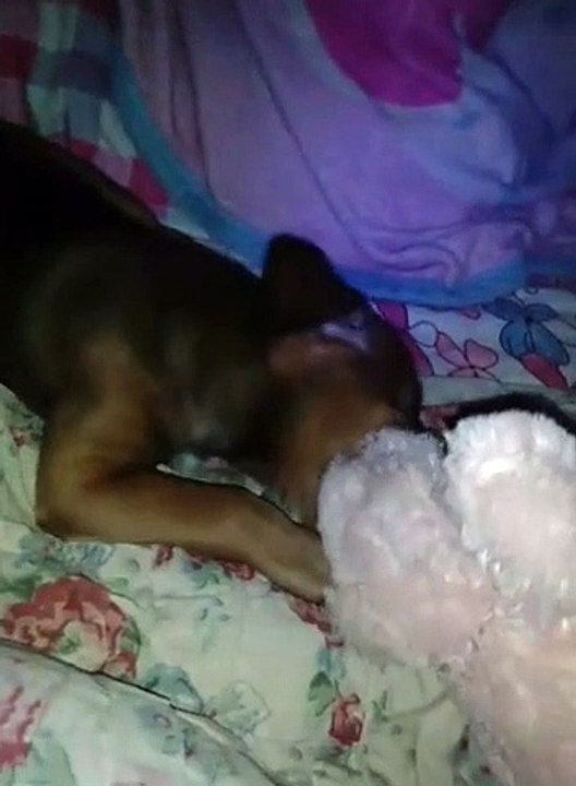 Anjing kecil lucu