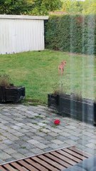 Puppy Saves the Socks