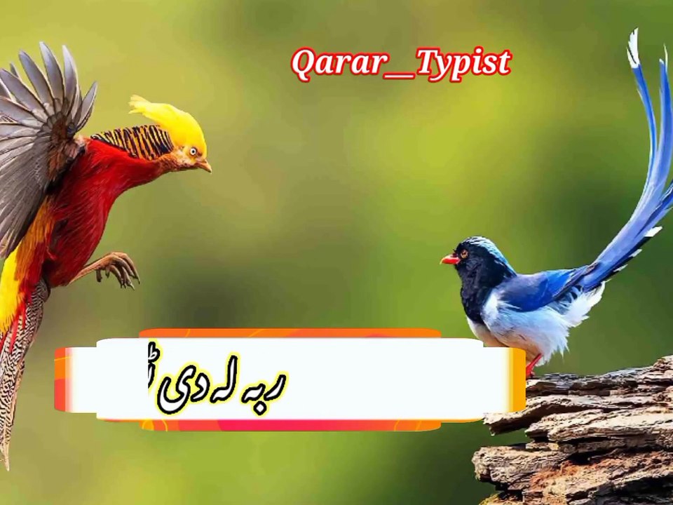 Bal ranga khuwaga wa | بل رنگہ خواگہ واہ | qarar__typist